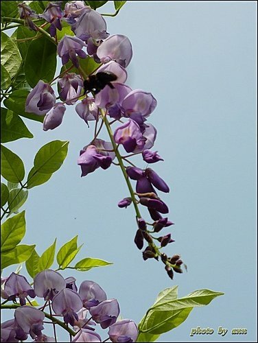 豆科-紫藤16.jpg