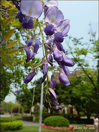 豆科-紫藤26.jpg