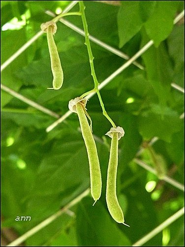 豆科-紫藤28.jpg