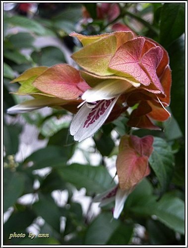 爵床科-紅蝦花04.jpg