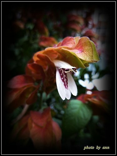 爵床科-紅蝦花03.jpg
