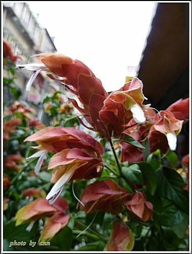 爵床科-紅蝦花01.jpg