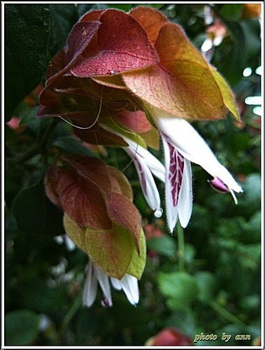爵床科-紅蝦花06.jpg