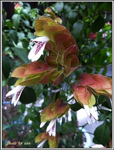 爵床科-紅蝦花02.jpg