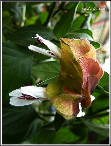 爵床科-紅蝦花05.jpg
