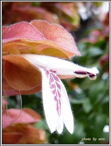 爵床科-紅蝦花07.jpg
