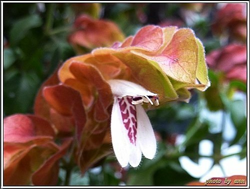 爵床科-紅蝦花09.jpg