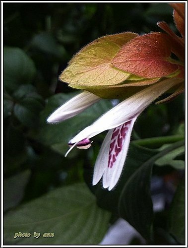 爵床科-紅蝦花11.jpg