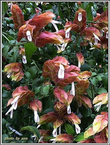 爵床科-紅蝦花13.jpg