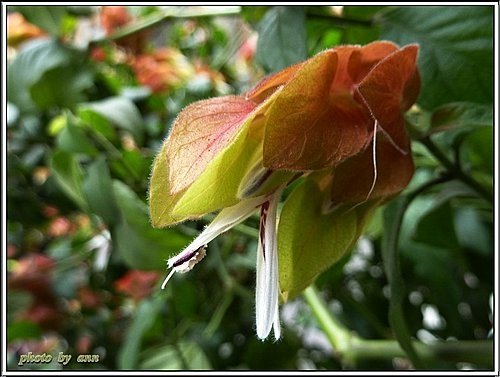 爵床科-紅蝦花12.jpg