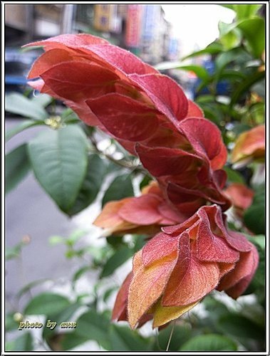 爵床科-紅蝦花14.jpg