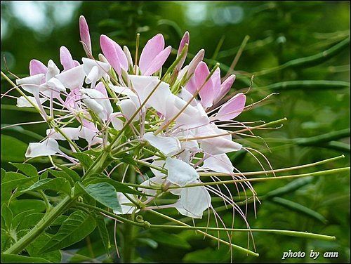 山柑科-醉蝶花03.jpg