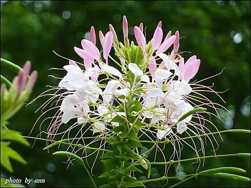 山柑科-醉蝶花02.jpg