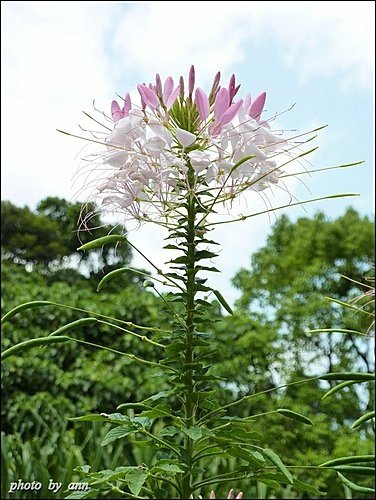 山柑科-醉蝶花05.jpg