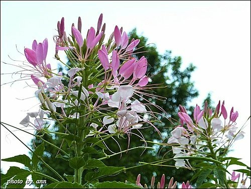 山柑科-醉蝶花04.jpg