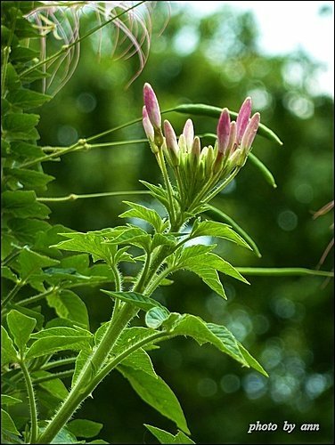 山柑科-醉蝶花06.jpg