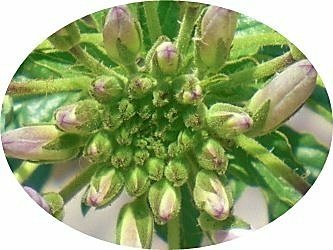山柑科-醉蝶花08.jpg