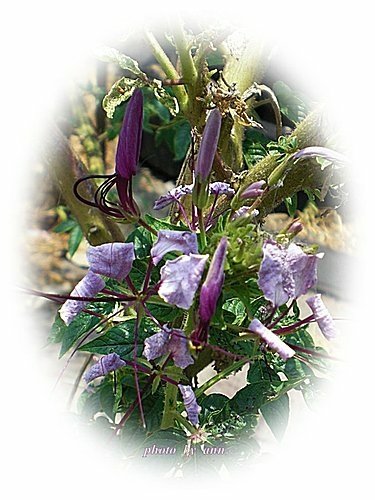 山柑科-醉蝶花12.jpg