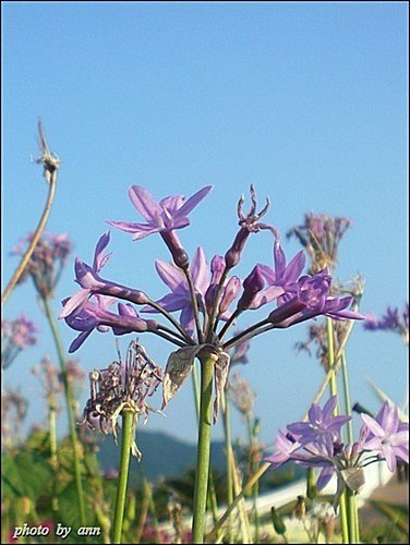 石蒜科-紫嬌花02.jpg
