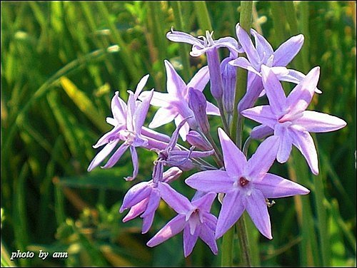 石蒜科-紫嬌花01.jpg