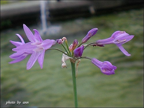石蒜科-紫嬌花04.jpg