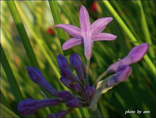 石蒜科-紫嬌花06.jpg