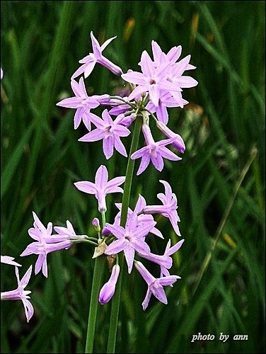 石蒜科-紫嬌花09.jpg