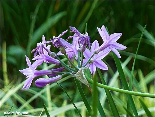 石蒜科-紫嬌花12.jpg