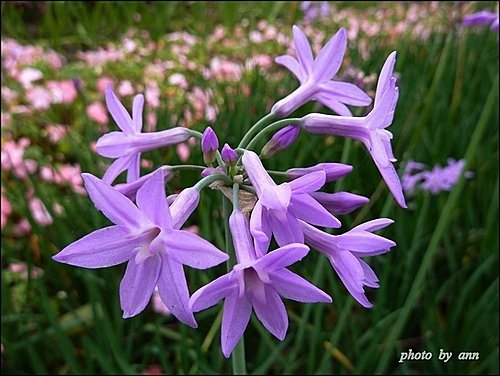 石蒜科-紫嬌花11.jpg