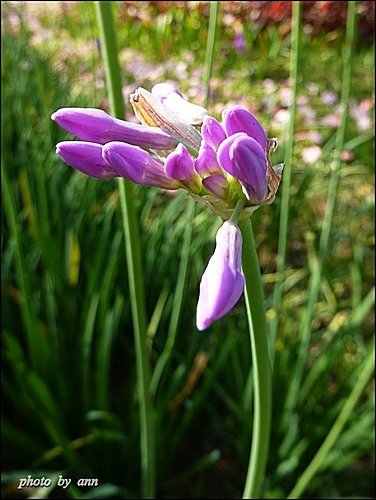石蒜科-紫嬌花13.jpg