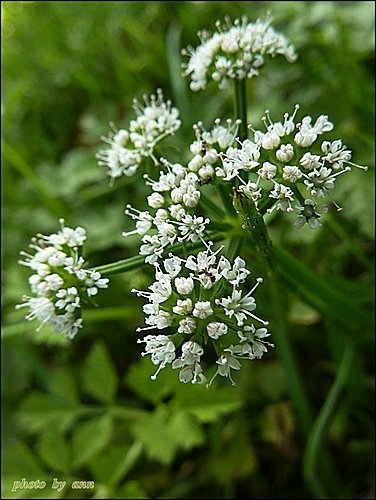 繖形花科-水芹菜23.jpg