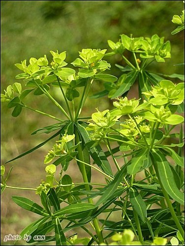 大戟科-大甲草16.jpg