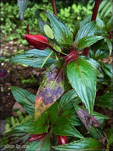 鳳仙花科-新幾內亞鳳仙03.jpg