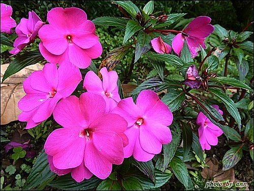 鳳仙花科-新幾內亞鳳仙04.jpg