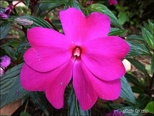 鳳仙花科-新幾內亞鳳仙01.jpg