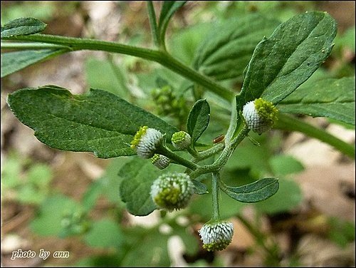 菊科-茯苓菜(魚眼草)03.jpg