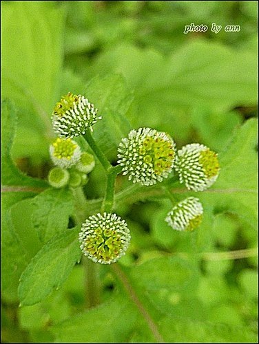 菊科-茯苓菜(魚眼草)06.jpg