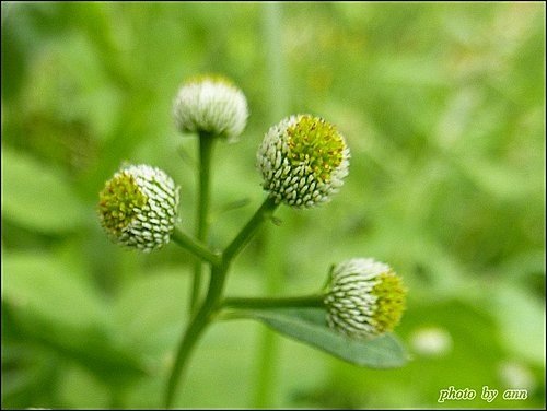 菊科-茯苓菜(魚眼草)05.jpg