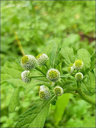 菊科-茯苓菜(魚眼草)04.jpg