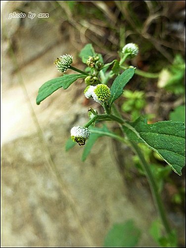 菊科-茯苓菜(魚眼草)02.jpg