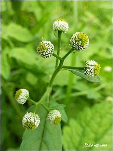 菊科-茯苓菜(魚眼草)01.jpg