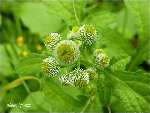 菊科-茯苓菜(魚眼草)07.jpg