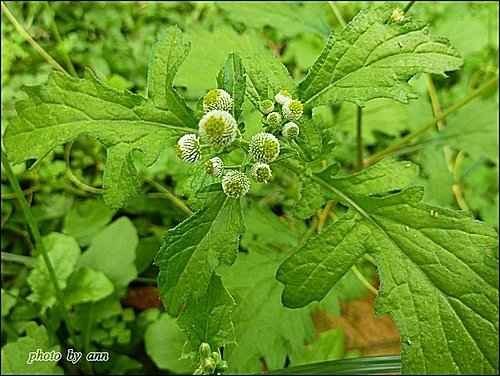 菊科-茯苓菜(魚眼草)09.jpg
