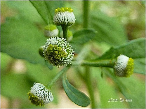 菊科-茯苓菜(魚眼草)08.jpg