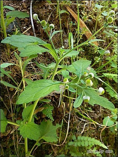 菊科-茯苓菜(魚眼草)11.jpg