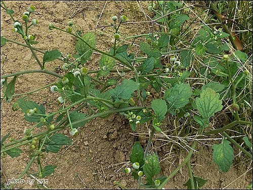 菊科-茯苓菜(魚眼草)12.jpg