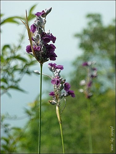 竹芋科-水竹芋06.jpg