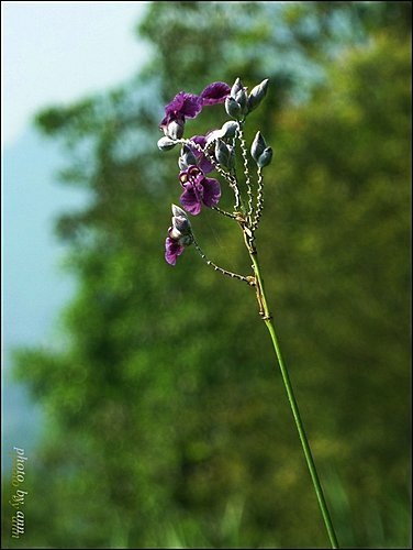 竹芋科-水竹芋05.jpg