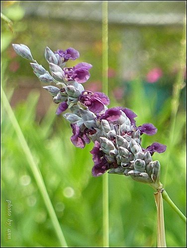 竹芋科-水竹芋07.jpg