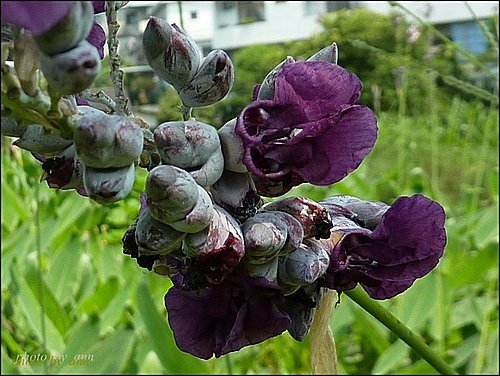 竹芋科-水竹芋11.jpg